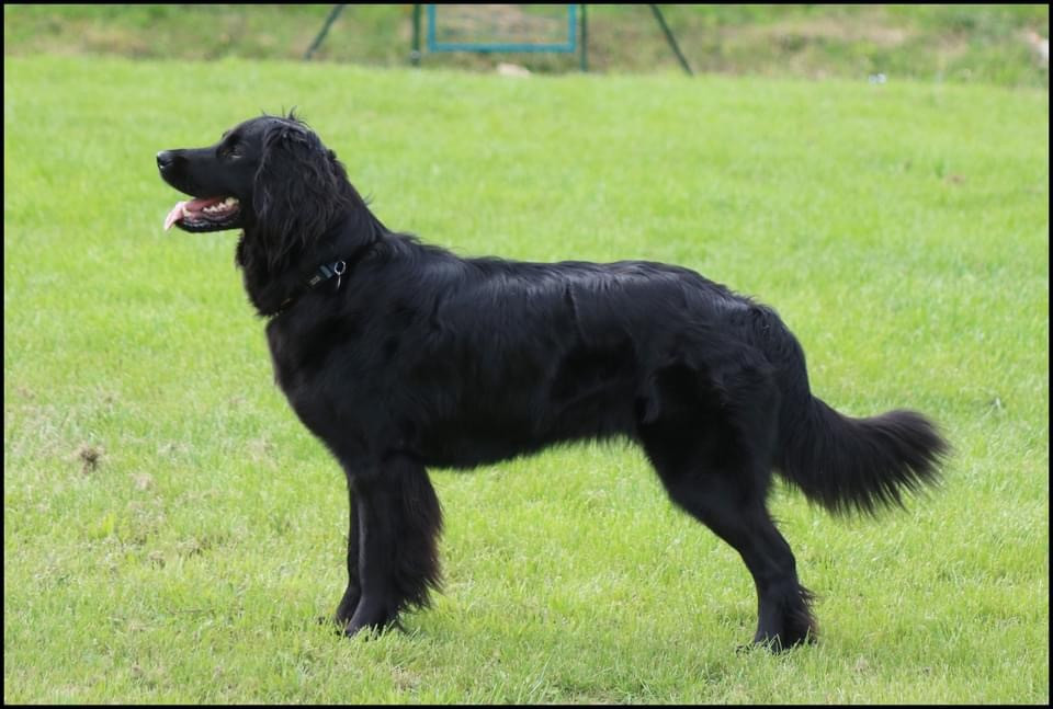 CH. Sirrah Des leus altiers