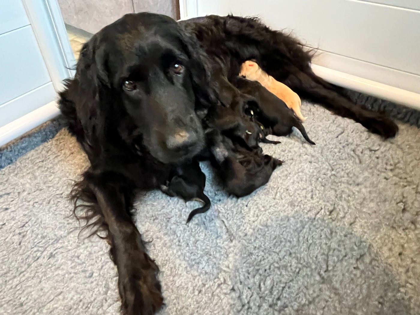 ✨ Un Noël magique ! ✨