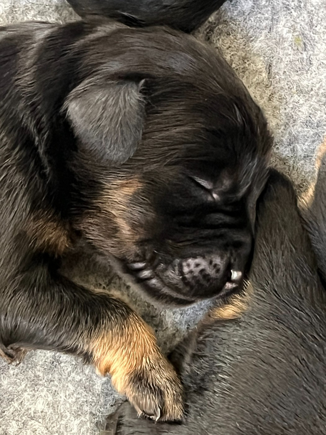 Petite présentation des bébés de Sirrah et Everest - 5 ème jour