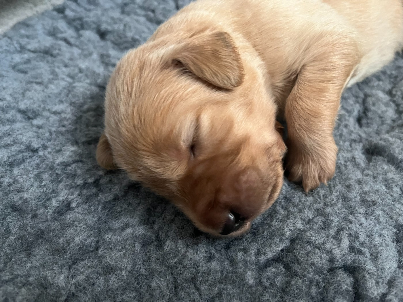 J11 des bébés Du Souffle de Lusaye